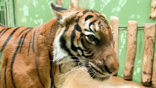 Makro Närbild Tigeransiktet Profil Tiger Huvud Och Ansikte Närbild Makro — Stockvideo