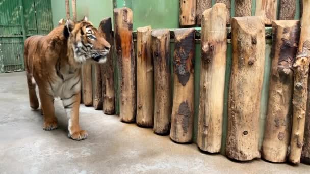 Powerful Tiger Close Gaze Tiger Eye Tiger Stock Video Clip — Vídeo de stock