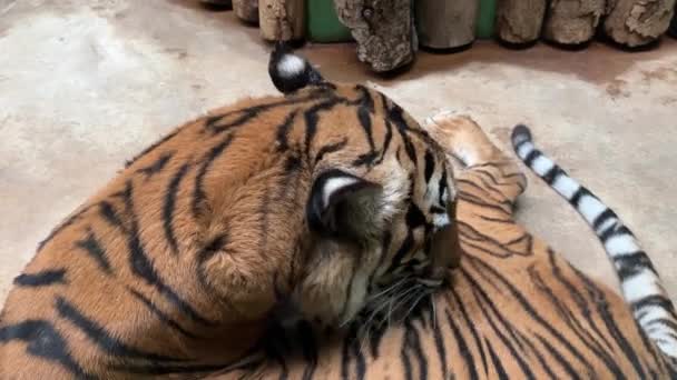 Tiger Lies Comfortably Conducts Session His Own Hygiene Stock Video — ストック動画