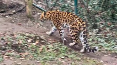 Güçlü bir leopar gergin bir şekilde yürüyor ve yiyecek bir şeyler arıyor. Video görüntülerini stokla. 4K.