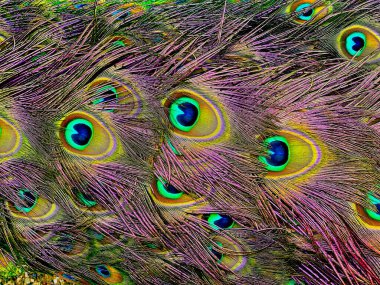 Absolutely extraordinary peacock tail feathers. Fabulously beautiful peacock tail feathers close-up. Stock photo. 