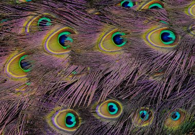 Absolutely extraordinary peacock tail feathers. Fabulously beautiful peacock tail feathers close-up. Stock photo. 