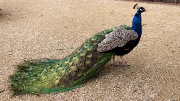 Beautiful Peacock Tail Feathers Close Tail Peacock Stock Video Footage — ストック動画