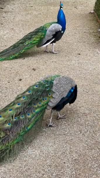 Beautiful Peacock Tail Feathers Close Tail Peacock Stock Video Footage — Stok video