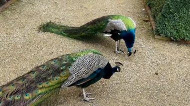 Beautiful peacock tail feathers close-up. The tail of the peacock. Stock video footage. 4K.