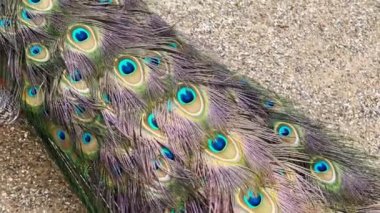 Beautiful peacock tail feathers close-up. The tail of the peacock. Stock video footage. 4K.