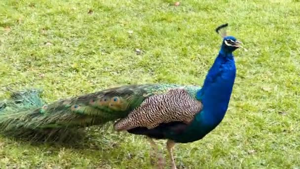 Beautiful Peacock Tail Feathers Close Tail Peacock Stock Video Footage — Wideo stockowe