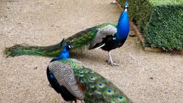 Beautiful Peacock Tail Feathers Close Tail Peacock Stock Video Footage — Vídeo de Stock