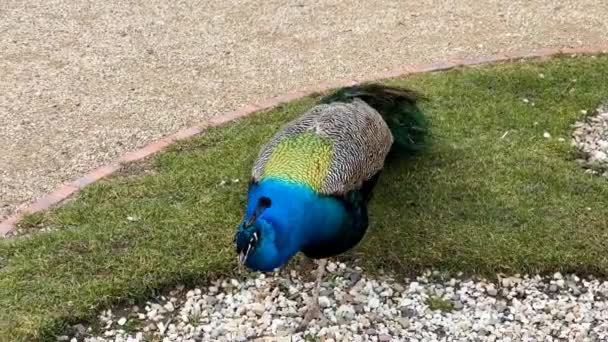 Beautiful Peacock Tail Feathers Close Tail Peacock Stock Video Footage — Vídeo de stock