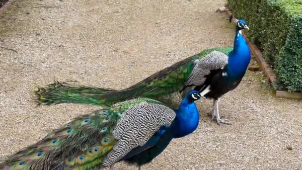 Beautiful Peacock Tail Feathers Close Tail Peacock Stock Video Footage — Stockvideo