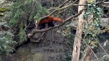 The adorable and cute Red Panda. Beautiful funny animal. Stock video footage.