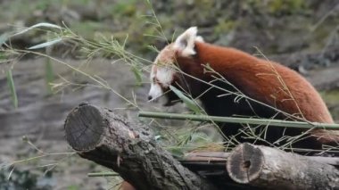 The adorable and cute Red Panda. Beautiful funny animal. Stock video footage.