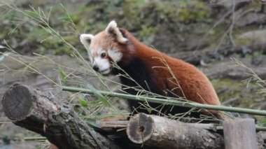 Sevimli ve sevimli Kızıl Panda. Güzel, komik bir hayvan. Video görüntülerini stokla.