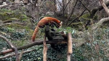 The adorable and cute Red Panda. Beautiful funny animal. Stock video footage.