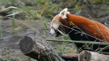 Sevimli ve sevimli Kızıl Panda. Güzel, komik bir hayvan. Video görüntülerini stokla.