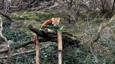 The adorable and cute Red Panda. Beautiful funny animal. Stock video footage.