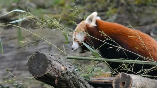 Очаровательная Милая Красная Панда Красивое Смешное Животное Видеоматериалы — стоковое видео