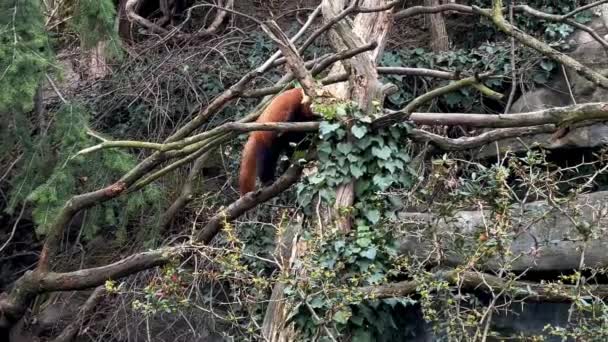 Adorable Cute Red Panda Beautiful Funny Animal Stock Video Footage — Vídeos de Stock