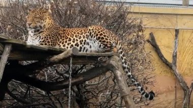A powerful and beautiful leopard calmly resting and looking at the camera. Stock video footage. 4K.