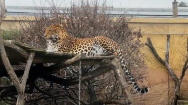 Güçlü ve güzel bir leopar sakince dinleniyor ve kameraya bakıyor. Video görüntülerini stokla. 4K.