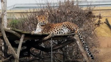 Güçlü ve güzel bir leopar sakince dinleniyor ve kameraya bakıyor. Video görüntülerini stokla. 4K.