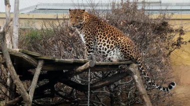 A powerful and beautiful leopard calmly resting and looking at the camera. Stock video footage. 4K.