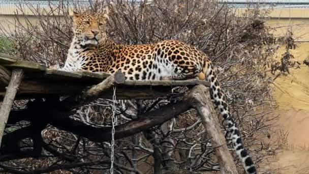 Потужний Красивий Леопард Спокійно Відпочиває Дивиться Камеру Стокові Відеозаписи Кілометровий — стокове відео
