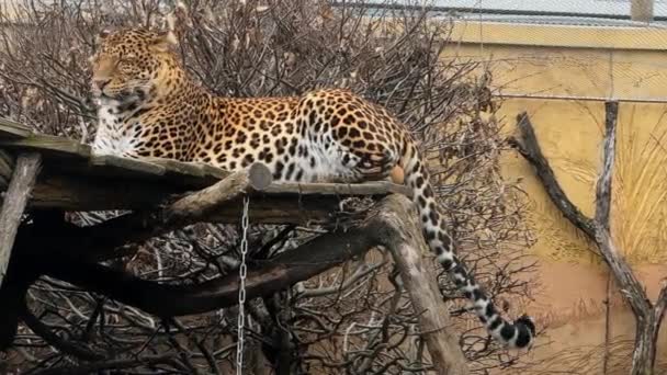 Powerful Beautiful Leopard Calmly Resting Looking Camera Stock Video Footage — Stockvideo