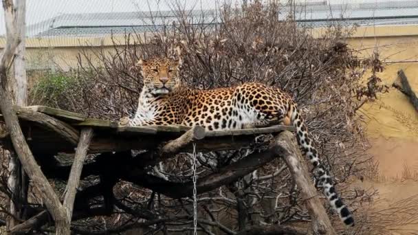 Silný Krásný Leopard Klidně Odpočívající Dívající Kamery Záznamy Videa — Stock video