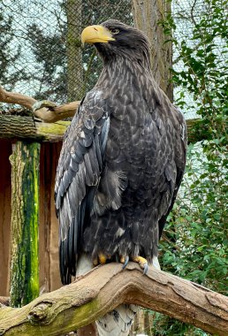 The unshakable gaze of a strong and powerful Steller's sea-eagle. Stock photo.