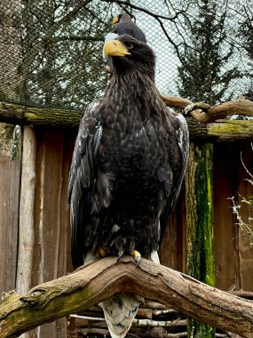 The unshakable gaze of a strong and powerful Steller's sea-eagle. Stock photo.