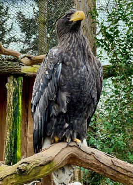 The unshakable gaze of a strong and powerful Steller's sea-eagle. Stock photo.