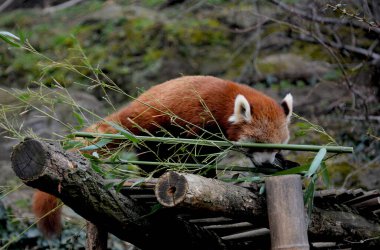 The adorable and cute Red Panda. Beautiful funny animal. Stock photo.