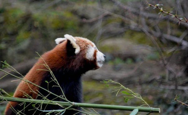 The adorable and cute Red Panda. Beautiful funny animal. Stock photo.