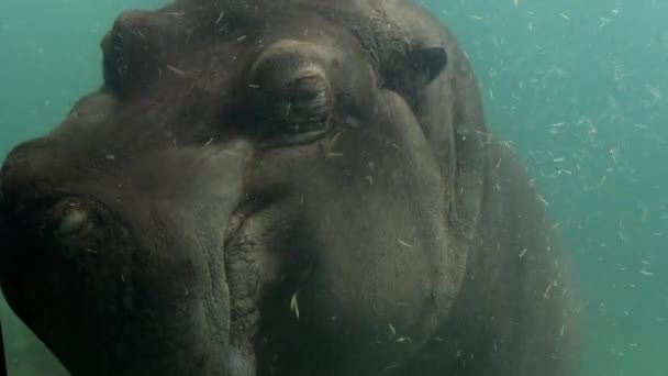 Powerful Hippo Enjoys Life Water Head Hippo Macro Style Stock — Stock Video