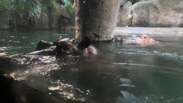 Een Machtig Nijlpaard Geniet Van Het Leven Het Water Hoofd — Stockvideo
