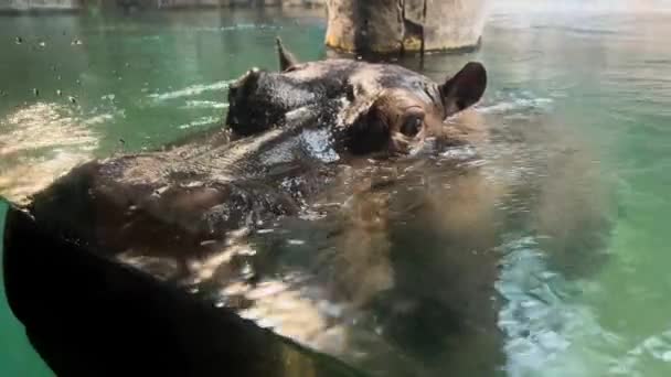 一只强壮的河马在水里享受生活 宏观风格的嬉皮士首领 库存视频镜头 — 图库视频影像