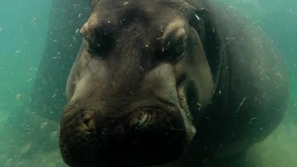 Dois Hipopótamos Fechar Debaixo Água Cabeça Hipopótamo Estilo Macro Imagens — Vídeo de Stock