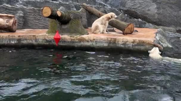 Two Friendly Polar Bears Spend Time Together Relax Own Way — Vídeo de Stock