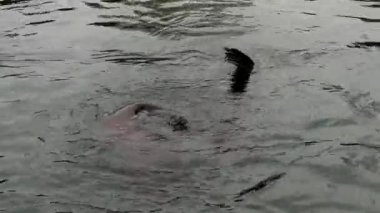 Close-up of a cape fur seal swimming beautifully in the water. Stock video footage. 4K.