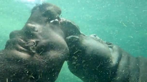 Μακρό Πλάνο Δύο Ερωτευμένους Ιπποπόταμους Διασκεδάζουν Κάτω Από Νερό — Αρχείο Βίντεο