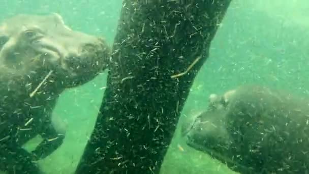 Macro Tiro Dois Hipopótamos Apaixonados Divertindo Debaixo Água — Vídeo de Stock