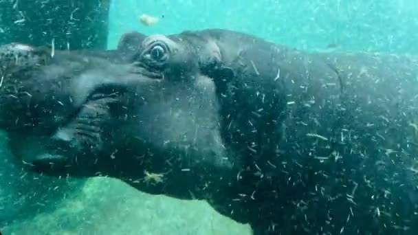 Macro Shot Deux Hippopotames Amoureux Amusant Sous Eau — Video