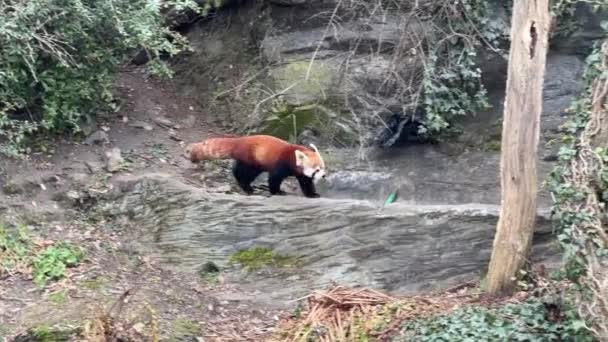 Adorable Cute Red Panda Beautiful Funny Animal — Stock Video