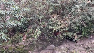 Sevimli ve sevimli Kızıl Panda. Güzel, komik bir hayvan. 4K