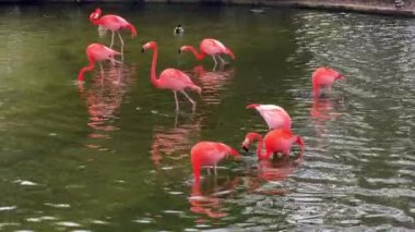 Suda yiyecek arayan enfes bir grup pembe flamingo. 4K