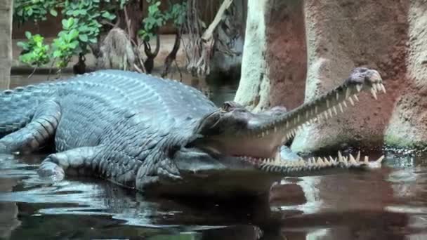 Egy Nyitott Szájú Krokodil Portréja Makro Felvétel Krokodilról Nyitott Szájjal — Stock videók