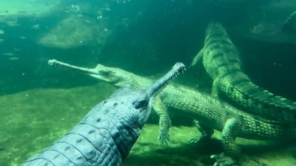 Три Крокодила Спят Водой Склад Видеоклипа — стоковое видео