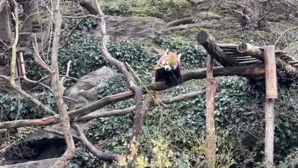 Очаровательная Милая Красная Панда Красивое Смешное Животное — стоковое видео