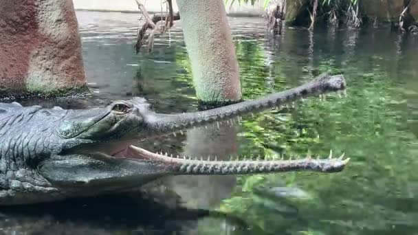 Retrato Crocodilo Boca Aberta Macro Tiro Crocodilo Com Boca Aberta — Vídeo de Stock